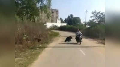 Viral Video: ಸಾಗುತ್ತಿದ್ದಾಗ ಬೈಕ್‌ಗೆ ಅಡ್ಡ ಬಂದ ಕರಡಿಗಳು!: ಆಘಾತಕಾರಿ ದೃಶ್ಯವಿದು