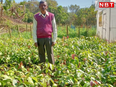 Gumla News: दीदी बगिया योजना से उद्यमी बन रहे गुमला के किसान, पौधों की नर्सरी तैयार यूं कर रहे कमाई