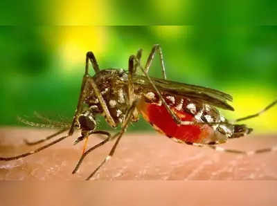 Dengue in Delhi: 6 सालों की तुलना में इस साल डेंगू कई गुना अधिक