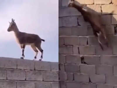 सीधी दीवार पर चढ़ी बकरी, वीडियो देखकर हो जाएगी हर मुश्किल आसान!