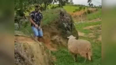 Video: मेंढीनं केलं सळो की पळो; कमकूवत वाटणाऱ्या प्राण्याने केली अशी अवस्था