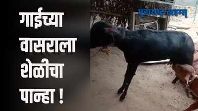 गाईच्या वासराला शेळीचा लळा; वासरासाठी शेळी झाली माय