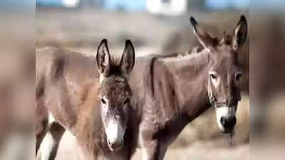 Donkey Population In India: भारत में 61% कम हो गए हैं गधे, जानिए क्या है इसकी वजह और कैसे सामने आया ये आंकड़ा