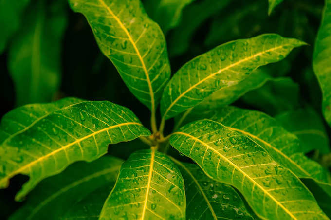 ​ಮಾವಿನ ಎಲೆಗಳು