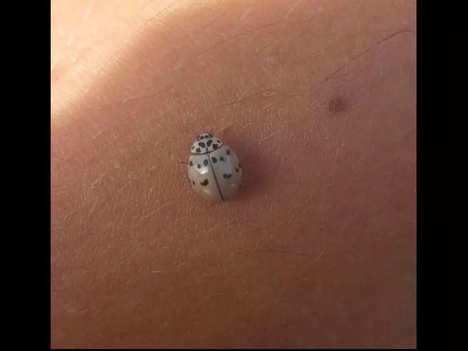 ఇది అనాటిస్ లాబికులాటా లేడీ బగ్ (Anatis labiculata ladybug)