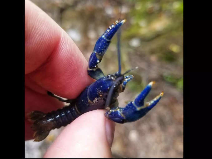 ఇది బ్లూ క్రేఫిష్ (blue crayfish). దీన్ని నేను వెస్ట్ వర్జీనియా పర్వతాల్లో చూశాను.