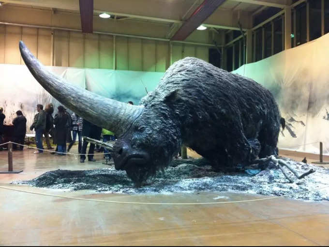 ఇది ఎలాస్ మొతేరియం (Elasmotherium). ఇదో భారీ హెయిరీ యూనీకార్న్ (hairy unicorn). 29వేల సంవత్సరాల కిందట ఇలాంటి జీవులు బతికి ఉండేవట. ఓ అంచనా ప్రకారం... ఊహాలోకపు యూనీకార్న్ కి ఇది ప్రోటోటైప్ అని చెబుతారు.