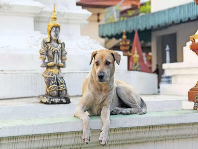 डॉग टेंपल - चन्नापटना - Dog Temple - Channapatna