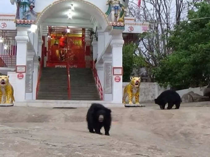भालू मंदिर - छत्तीसगढ़ - Bear Temple - Chhattisgarh