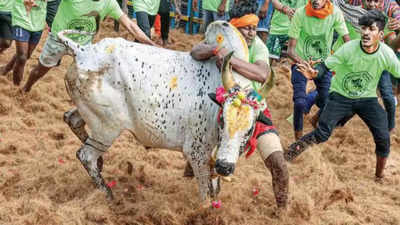 சமயபுரம் இருங்களூர் ஊராட்சியில் ஜல்லிக்கட்டு விழா… அதிமுக திமுக முக்கிய புள்ளிகள் பங்கேற்பு!