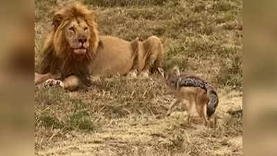 शिकार खा रहा था शेर, तभी आए गीदड़, फिर उसने बता दिया कि राजा कौन है!