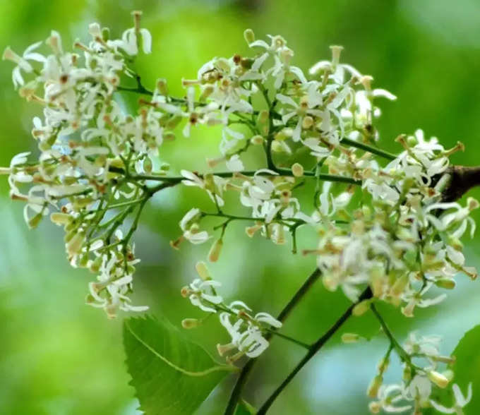 குடற்புழுவுக்கு இயற்கை வைத்தியம்