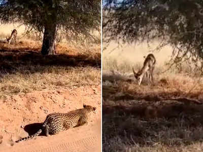 Leopard Vs Deer : हिरण ने भांप लिया खतरा, पर फिर भी तेंदुए ने बड़ी चालाकी से उसका काम तमाम कर दिया
