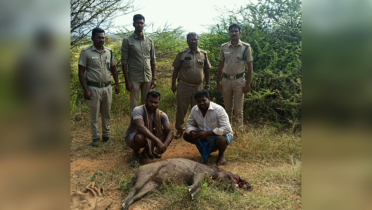 யூடியூப் பார்த்து வெடிமருந்து தயாரிப்பு: பன்றி வேட்டையாடிய இருவர் கைது!