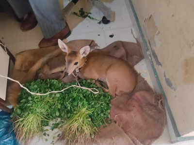 Smuggling Deer Calves: भेकराच्या पिल्लाची तस्करी; त्रिकुटाला वनविभागाने केली अटक