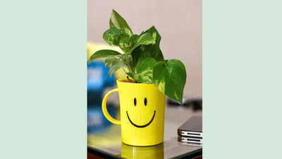 அழகிய money plant pot’கள் மூலம் உங்கள் வீட்டை அலங்கரியுங்கள்.