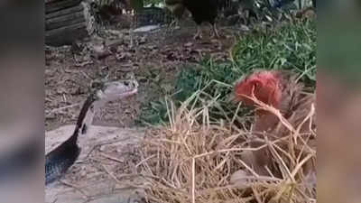 Video: कोंबडीने घेतला सापाशी पंगा; घनघोर युद्धाचा शेवट पाहून व्हाल थक्क