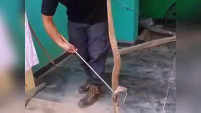 Video: सापाचा पलटवार! रेस्क्यु करणाऱ्या सर्पमित्रावरच कोब्राने केला हल्ला