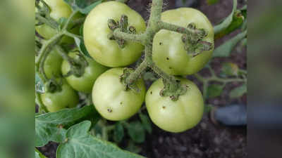 Green Tomato: Vitamin A, C का खजाना है हरा टमाटर, Blood Clotting जैसी 5 बीमारियों की करेगा छुट्टी
