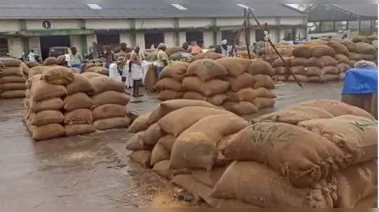 செஞ்சியில் 10,000 நெல் மூட்டைகள் வீண்… அலட்சியம் காட்டும் அரசு!