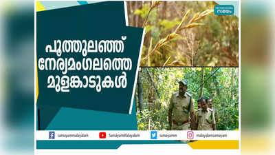 പൂത്തുലഞ്ഞ് നേര്യമംഗലത്തെ മുളങ്കാടുകള്‍; വീഡിയോ കാണാം