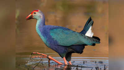 Tripura News: त्रिपुरा की सुखसागर झील में 100 से ज्यादा प्रवासी पक्षियों के शव मिले, लोग खाने के लिए उठा ले गए!