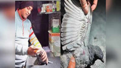 Gurugram Weather: इंसानों के साथ पक्षियों पर भी पड़ी ठंड की मार, सिकुड़ गए पंख और उड़ना हुआ मुश्किल, 200 से अधिक का चल रहा इलाज