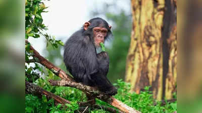 चिंपाझीने घेतली महिलेच्या अंगावर उडी; अन् पुढे जे घडलं ते पाहून डोळ्यात येतील अश्रू