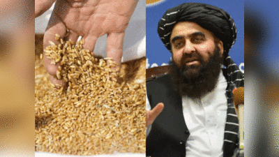 Pakistan India Wheat: भारत के गेहूं पर पाकिस्‍तान की अकड़ पड़ी ढीली, अफगानिस्‍तान जाने का रास्‍ता साफ