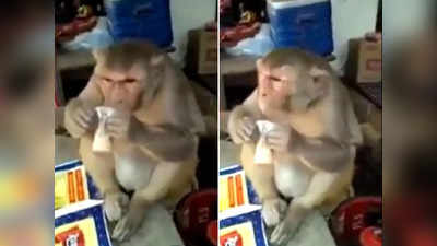 चाय का शौकीन है ये बंदर, जरा देखिए तो कैसे चाय की चुस्कियां ले रहा है!