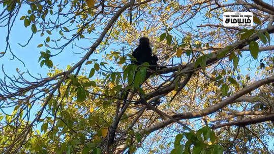 நாகர்கோயில் ஆலம்பாறை பகுதியில் ஜாலியாக செல்பீக்கு போஸ் கொடுக்கும் கருங்குரங்கு!