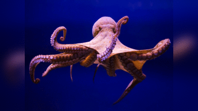 Octopus: धरती पर अंतरिक्ष से आया एलियन जीव है ऑक्‍टोपस! वैज्ञानिकों ने किया बड़ा दावा