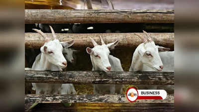 Goat Farming-এ প্রচুর লাভ! সরকারি সাহায্যে কী ভাবে শুরু করবেন?