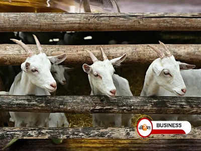 Goat Farming-এ প্রচুর লাভ! সরকারি সাহায্যে কী ভাবে শুরু করবেন?