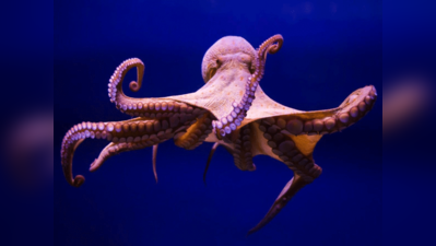 પૃથ્વી પર એલિયન જીવ છે ઓક્ટોપસ! વૈજ્ઞાનિકોએ કર્યો ચોંકાવનારો દાવો