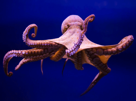 પૃથ્વી પર એલિયન જીવ છે ઓક્ટોપસ! વૈજ્ઞાનિકોએ કર્યો ચોંકાવનારો દાવો 
