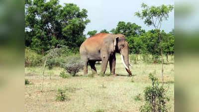 Elephant Penis: पेनिस को पांचवें पैर की तरह इस्तेमाल कर सकते हैं हाथी, बेहद लंबा लिंग लेकिन इस जीव से छोटा!