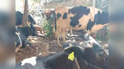 Bhopal Cow News : बीजेपी नेत्री की गौशाला में गायों की मौत, दिग्विजय सिंह ने पूछा, चमड़े और हड्डियों का व्यापार कर रहीं थीं?