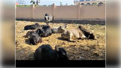 Aligarh Ground Report: लहलहाती फसलें उजाड़ रहे आवारा पशु, किसानों ने बयां किया अपना दर्द