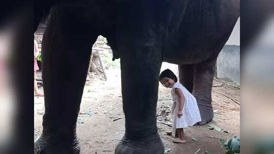 Video: चिमुरडीला प्यायचंय हत्तीणीचं दूध; तेवढ्यात…. काय झालं तुम्हीच पाहा…