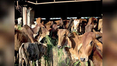 Bhopal News : गड्ढे में सड़ती गायें, हर ओर बिखरे कंकाल... भोपाल की गौशाला में गायों का दुश्मन कौन?