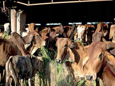 Bhopal News : गड्ढे में सड़ती गायें, हर ओर बिखरे कंकाल... भोपाल की गौशाला में गायों का दुश्मन कौन?