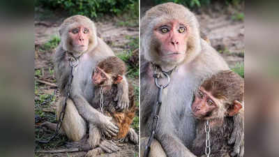 जंजीर से बंधे बंदर और उसके बच्चे की आंखों में देख लोगों का दिल टूट गया!