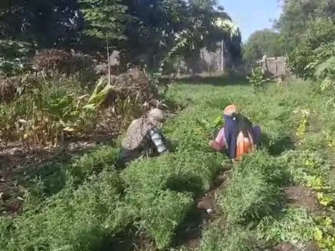 70 तरह की जैविक खेती कर रहे दांगी