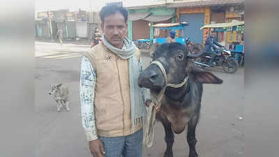 Madhya Pradesh latest News : भैंस का इलाज न करना डॉक्टर को पड़ा भारी, पशु मालिक ने कलेक्टर से कर दी शिकायत