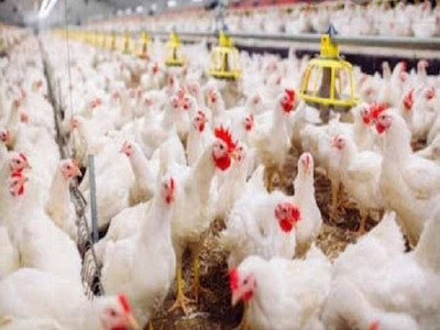Bird Flu Latest News: नेपाल में बर्ड फ्लू की दस्तक, बड़ी संख्या में मारी जा रहीं मुर्गियां, भारत में बढ़ी बेचैनी