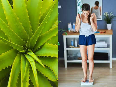 Aloe Vera for Weight Loss: बहुत से लोग नहीं जानते वजन घटाने के लिए कैसे करें एलोवेरा का सेवन, ये रहे वो 5 तरीके