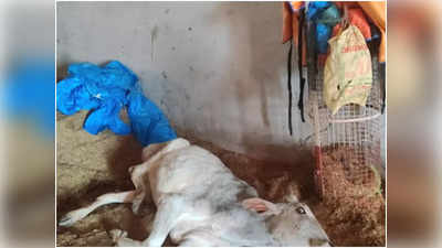 Aligarh Ground Report: गौशाला में चारे के नाम पर मिला गीला भूसा, ग्राम प्रधान के बेटे ने माना भूखे रहते हैं जानवर