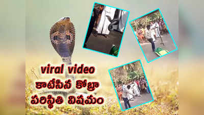viral video: వామ్మో.. కాటేసిన కోబ్రా.. పరిస్థితి విషమం