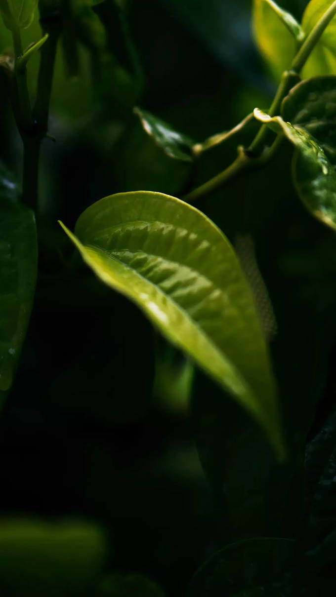 Betel Leaf